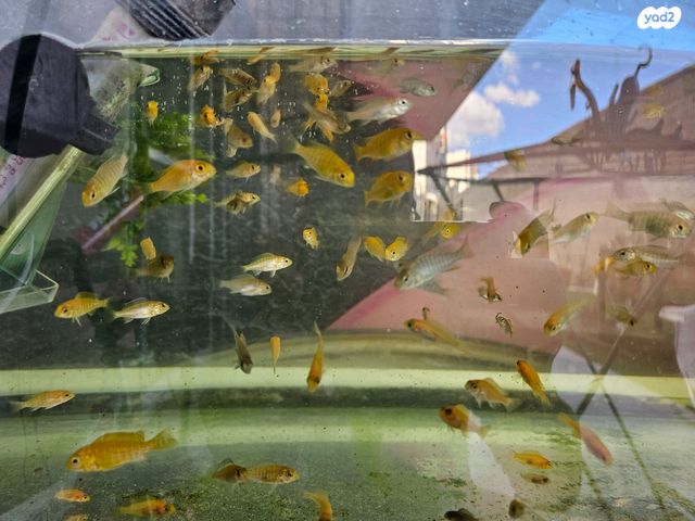 דג ציקלידים