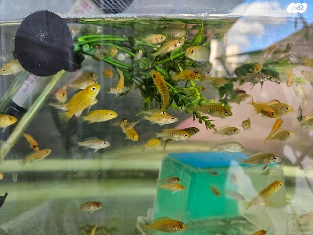 דג ציקלידים