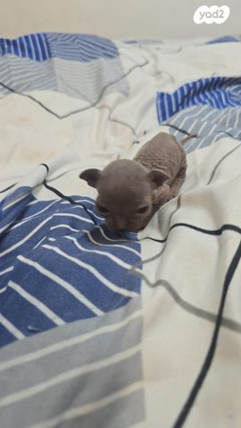 חתול ספינקס