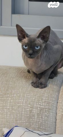 חתול ספינקס