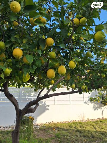 הכשרת היישוב 10