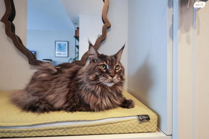 דירה, המתמיד, שכונת הראשונים, רמת גן