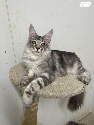 תמונת מודעה - חיות מחמד