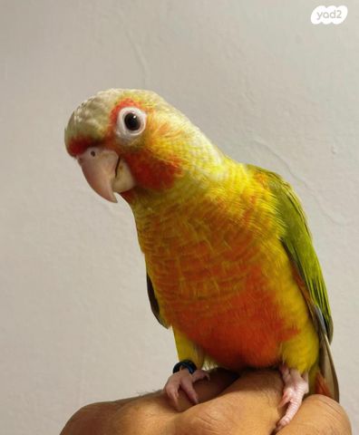 תמונת מודעה - חיות מחמד