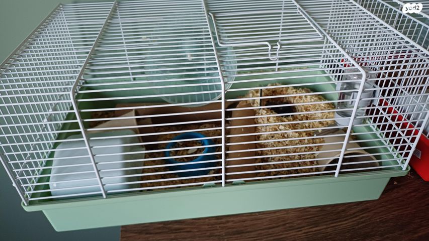 תמונת מודעה - חיות מחמד