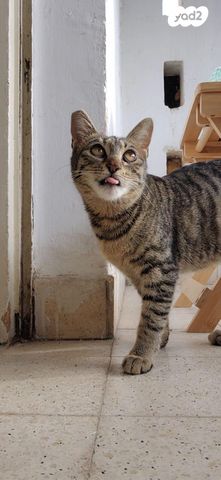 תמונת מודעה - חיות מחמד