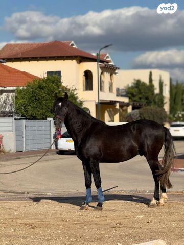 תמונת מודעה - חיות מחמד