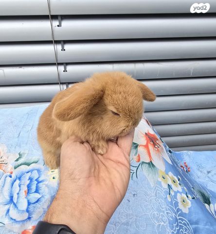 תמונת מודעה - חיות מחמד