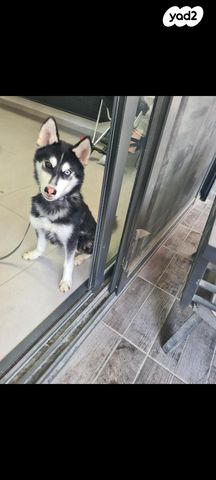 תמונת מודעה - חיות מחמד