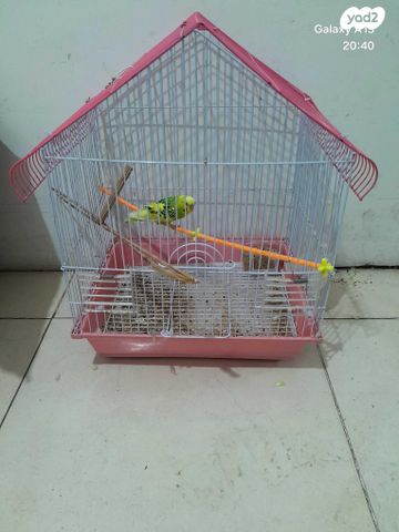 תמונת מודעה - חיות מחמד