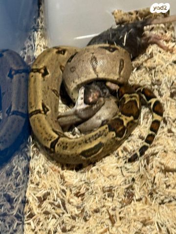 תמונת מודעה - חיות מחמד