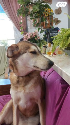 תמונת מודעה - חיות מחמד