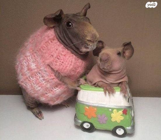 תמונת מודעה - חיות מחמד