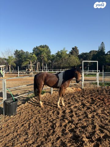 תמונת מודעה - חיות מחמד