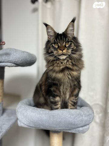 תמונת מודעה - חיות מחמד