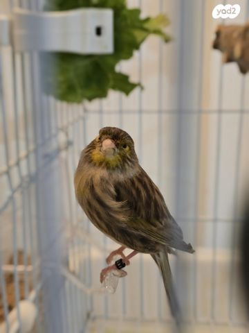 תמונת מודעה - חיות מחמד