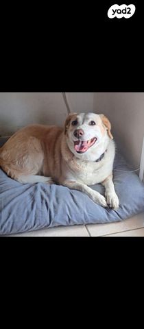 תמונת מודעה - חיות מחמד