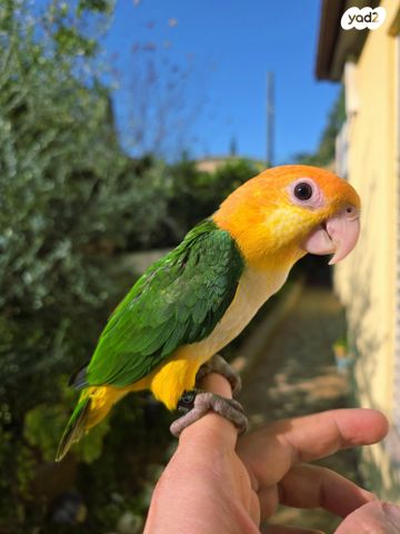 תמונת מודעה - חיות מחמד