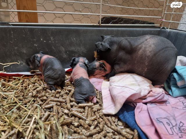 תמונת מודעה - חיות מחמד