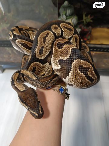 תמונת מודעה - חיות מחמד