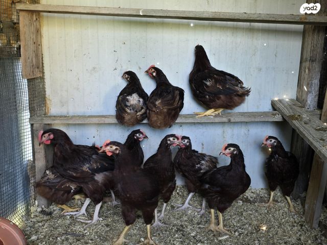 תמונת מודעה - חיות מחמד