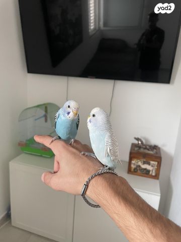 תמונת מודעה - חיות מחמד