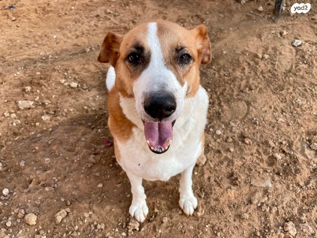 תמונת מודעה - חיות מחמד