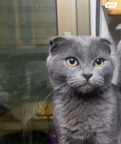 תמונת מודעה - חיות מחמד