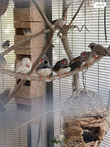 תמונת מודעה - חיות מחמד