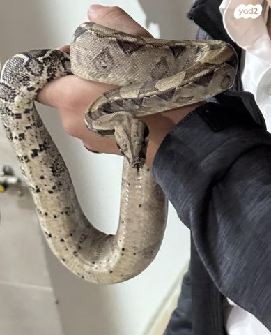 תמונת מודעה - חיות מחמד