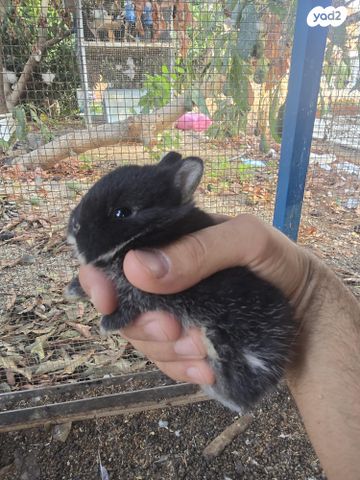 תמונת מודעה - חיות מחמד