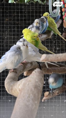 תמונת מודעה - חיות מחמד