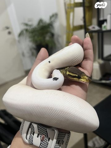 תמונת מודעה - חיות מחמד