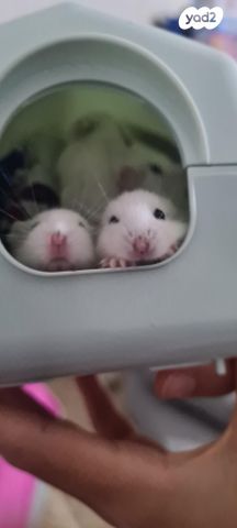 תמונת מודעה - חיות מחמד