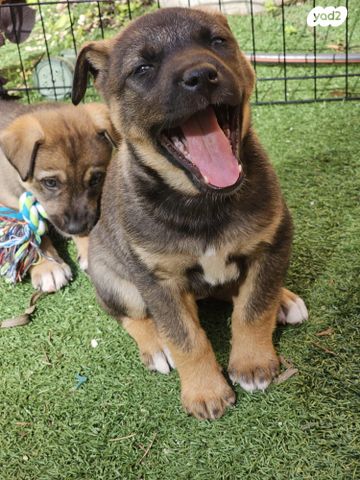 תמונת מודעה - חיות מחמד