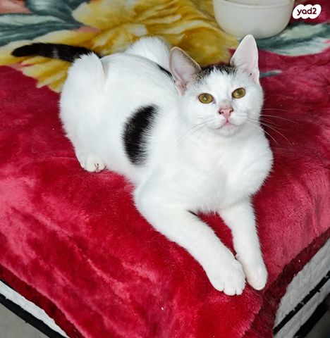 תמונת מודעה - חיות מחמד