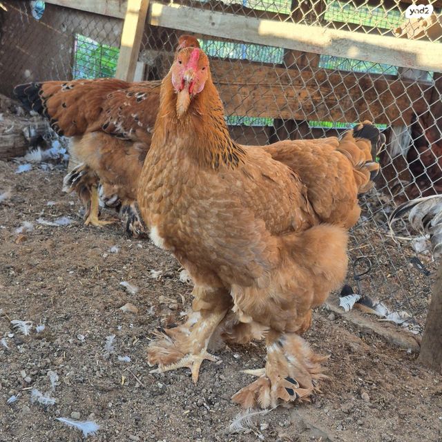 תמונת מודעה - חיות מחמד