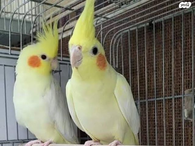 תמונת מודעה - חיות מחמד