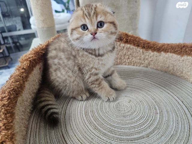 תמונת מודעה - חיות מחמד