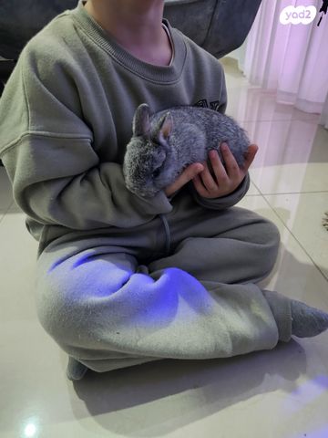 תמונת מודעה - חיות מחמד