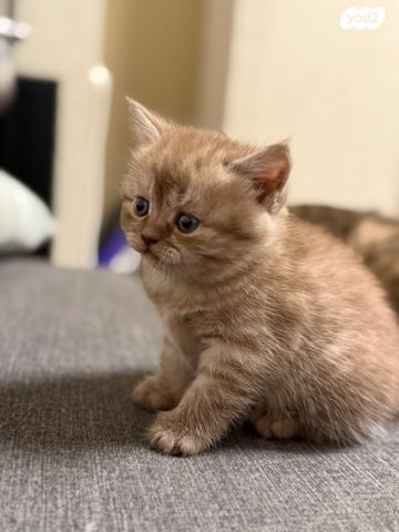 תמונת מודעה - חיות מחמד