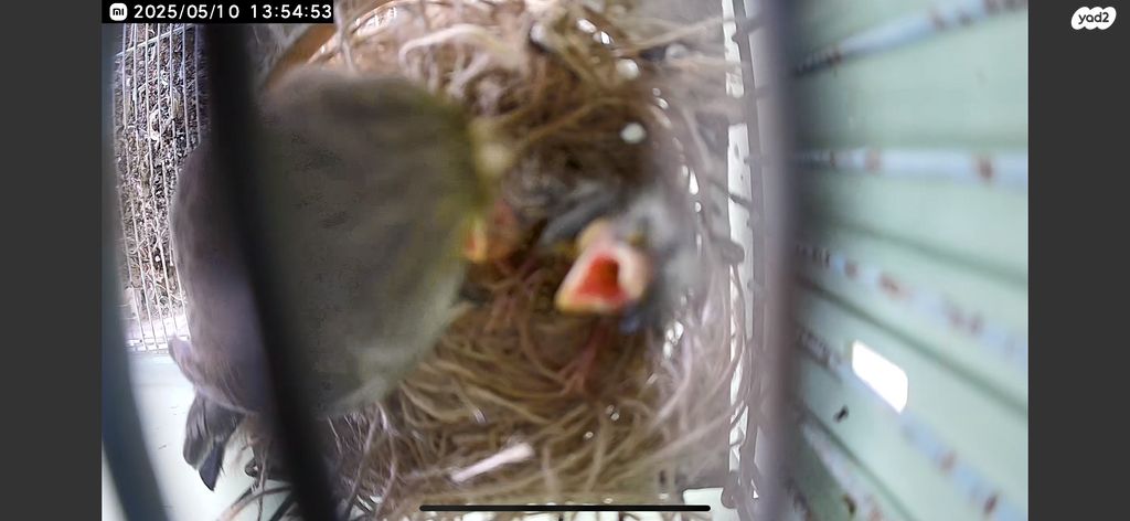 תמונת מודעה - חיות מחמד