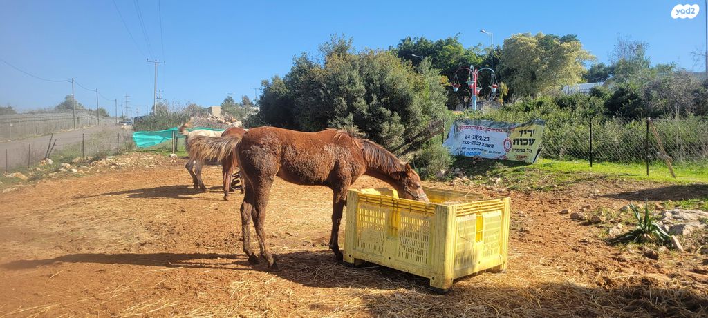 תמונת מודעה - חיות מחמד