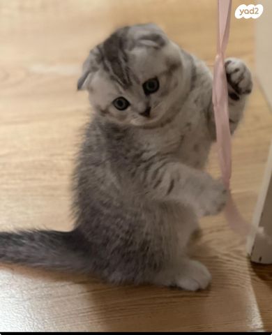 תמונת מודעה - חיות מחמד