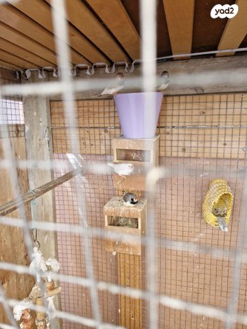 תמונת מודעה - חיות מחמד