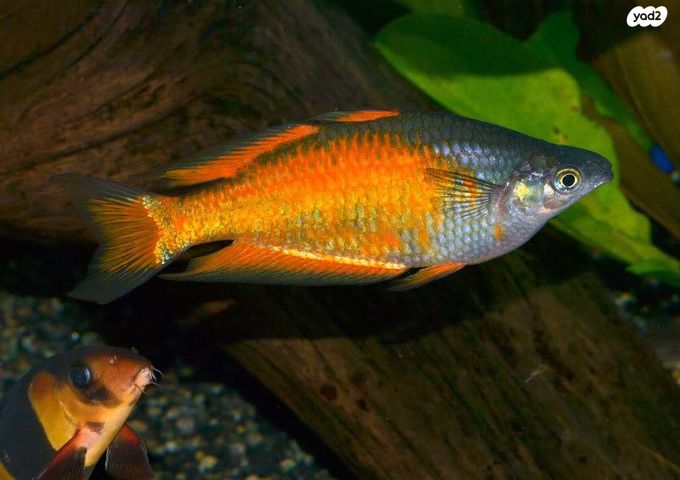 תמונת מודעה - חיות מחמד