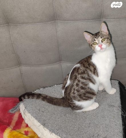 תמונת מודעה - חיות מחמד