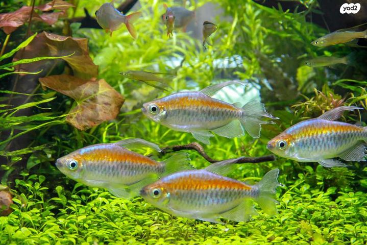 תמונת מודעה - חיות מחמד