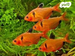 תמונת מודעה - חיות מחמד