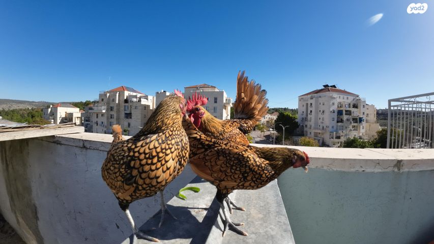 תמונת מודעה - חיות מחמד